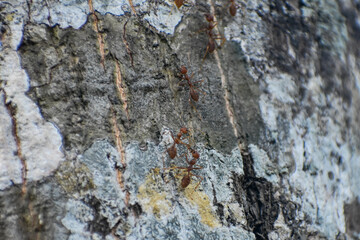 Red ants moving on tree bark, nature close-up.