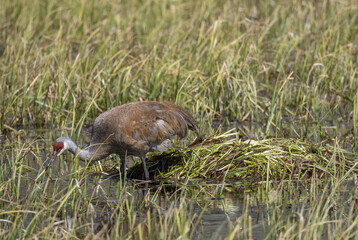 Sandhill Crane at a Nest in a Wyoming Pond in Springtime