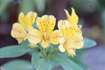 close up of yellow Alstroemeria flowers