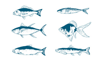 Fish hand drawn vector illustration. Suitable for underwater animal and marine life design element. Salmon, tuna, and herring symbol.