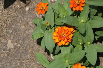 Frame of a single beautiful orange Cosmos flower