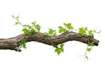 Fototapeta premium Vine growing on old wood branch isolated on transparent background