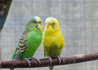 Wellensittichpärchen sitzend auf einem Ast