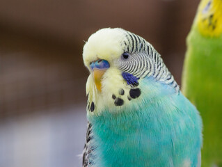 Türkiser Wellensittich