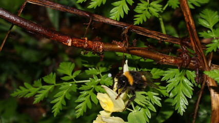 bee on the grass 