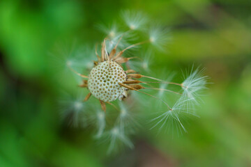 タンポポの綿毛が飛び立つ瞬間