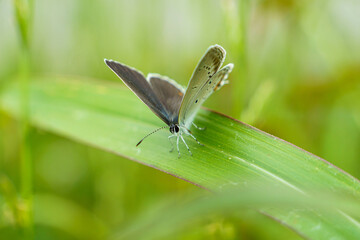葉に止まるシジミチョウ