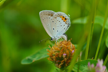 葉に止まるシジミチョウ
