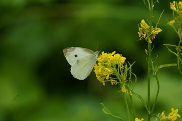 菜の花の蜜を吸うモンシロチョウ
