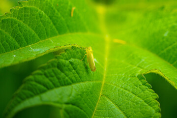 アジサイの葉にとまるバッタ