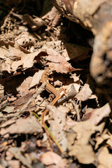 落ち葉の上で擬態化するカナヘビ