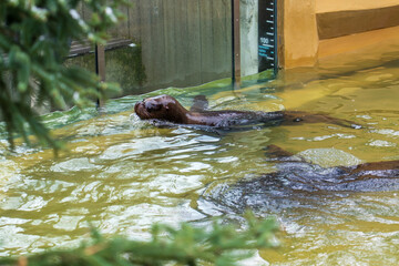Zlin, Czech Republic - February 15, 2025: Animals in the zoo. Sea lion Byronia slobbering in murky...