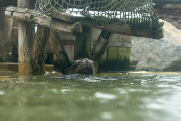 Zlin, Czech Republic - February 15, 2025: Animals in the zoo. Sea lion Byronia slobbering in murky...