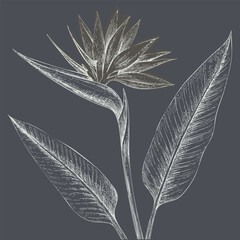 Detailed illustration of flower with long, elegant leaves, showcasing intricate lines and textures against dark background. design evokes sense