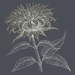 Detailed illustration of flower with intricate petals and leaves, showcasing its natural beauty and elegance. design features dark background that