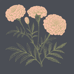 Beautiful marigold flowers with intricate details and soft colors create charming botanical illustration. design showcases elegance of nature