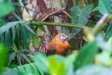 Zlin, Czech Republic - February 15, 2025: Animals in the zoo. Birds in the aviary