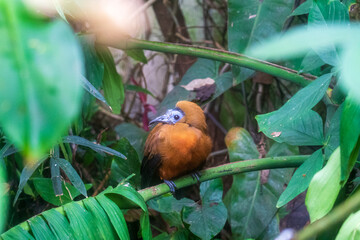 Zlin, Czech Republic - February 15, 2025: Animals in the zoo. Birds in the aviary