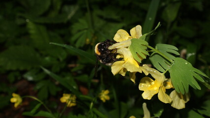butterfly pollinates