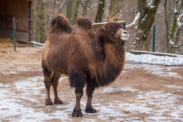 Zlin, Czech Republic - February 15, 2025: Animals in the zoo. A camel in an enclosure in winter....