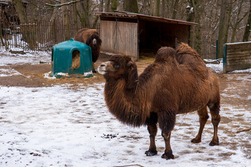 Zlin, Czech Republic - February 15, 2025: Animals in the zoo. A camel in an enclosure in winter. Camel and snow