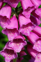 Foxglove close up photographed in the small town of Haines, Alaska 
