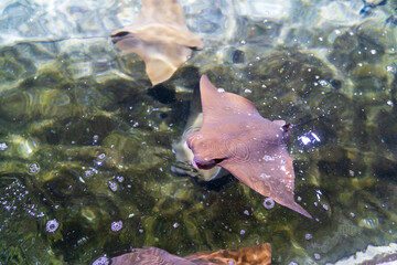 Zlín, Czech Republic - February 15, 2025: Zoo visitors feed stingrays in the zoo pavilion. Animals...