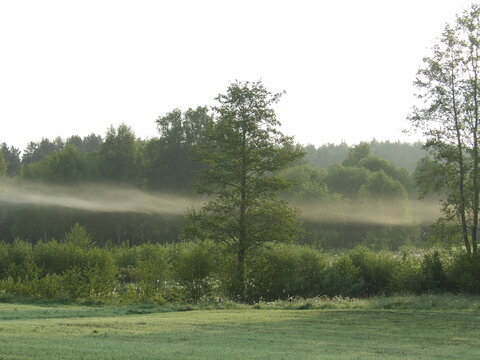 Single tree standing in a green forest with morning fog line and soft sunlight, peaceful nature landscape, calm and serene atmosphere, summer morning in the countryside.morning in the forest