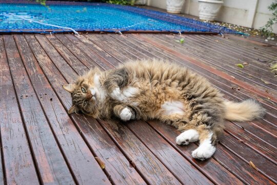 Playful Maine Coon cat on a wooden deck