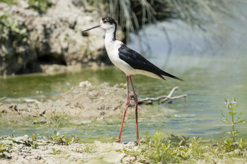 Il cavaliere di Italia, Himantopus himantopus, nidificante.