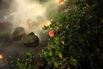Pink Flower in a Foggy Night Garden. A single pink flower stands out in sharp focus against a...