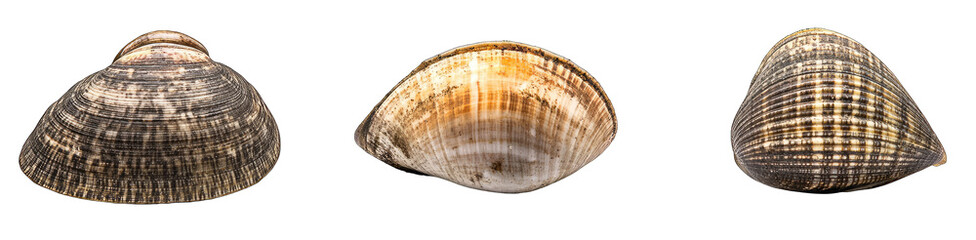 Three clam shells, various colors