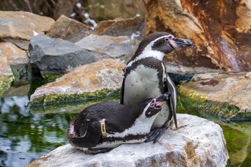Zlin, Czech Republic - February 15, 2025: Animals in the zoo. Penguins in the zoo