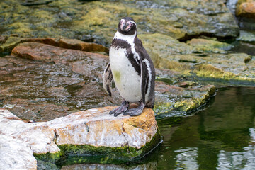 Zlin, Czech Republic - February 15, 2025: Animals in the zoo. Penguins in the zoo