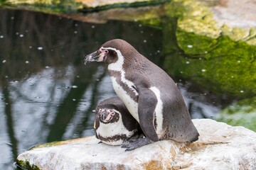 Zlin, Czech Republic - February 15, 2025: Animals in the zoo. Penguins in the zoo