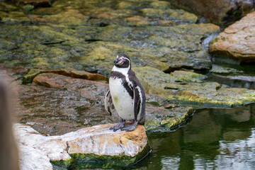 Zlin, Czech Republic - February 15, 2025: Animals in the zoo. Penguins in the zoo