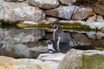 Zlin, Czech Republic - February 15, 2025: Animals in the zoo. Penguins in the zoo