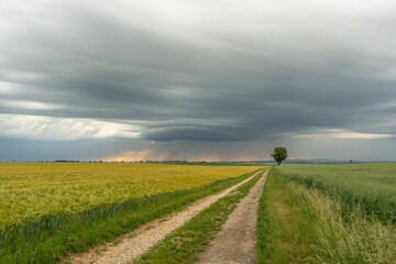 Fototapeta premium Lone tree by a dirt road in Bavaria