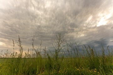 Obraz premium Prairie landscape with tall grass and wildflowers