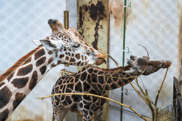 Zlin, Czech Republic - February 15, 2025: Animals in the zoo. A young giraffe stands inside an...