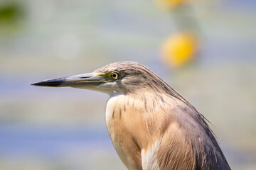Sgarza a ciuffetto, Ardeola ralloides Scopoli, a caccia.