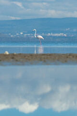  Flamant rose The Cliff Nakuru