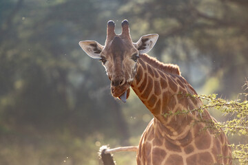 Giraffe Grazing on Leaves in Sunlit Savanna