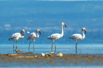 Group of flamingos standing gracefully in shallow water. Beautiful birds with pink hues in a calm lake scene. Perfect for nature, wildlife, and tranquility themes.