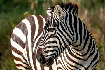 Close-up of a zebra in natural habitat looking sideways. Striped animal in sunlit savanna. African wildlife in scenic landscape.