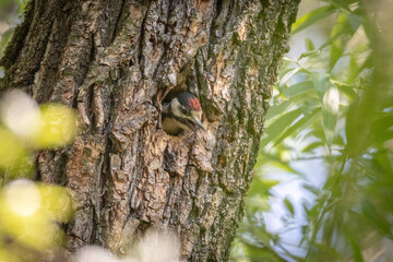 Picchio rosso maggiore, Dendrocopos major, nutre piccolo nella tana.