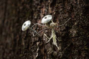 Two thumbtacks stuck into the bark of a tree trunk. Damaging nature with no concern for the environment.