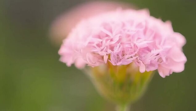 Timelapse of a nerine flower blooming in soft pink tones, with delicate filaments dancing in sunlight, creating an airy and elegant visual. Created with generated AI.