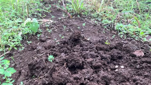 Cultivation of pigeon pea (tur, arhar) seed in Indian agriculture farm.