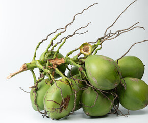 Fresh cut of  coconut branch